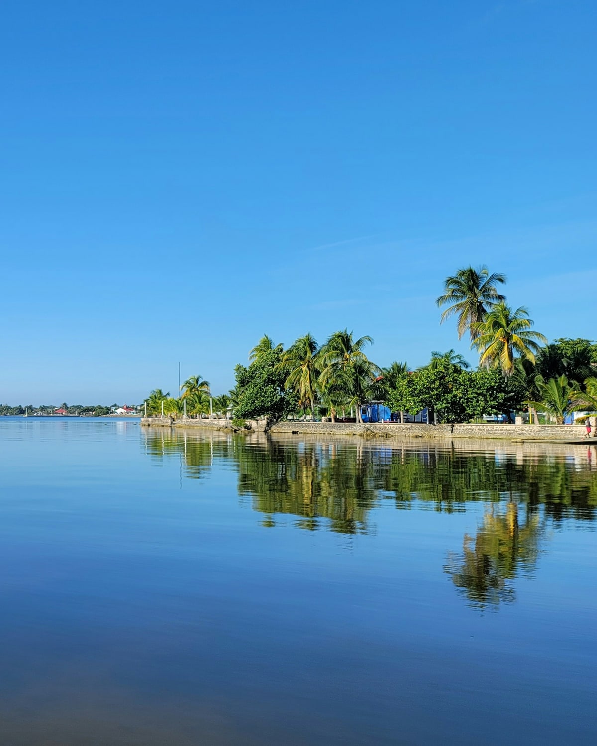 Palm-lined shoreline and calm reflective water of Corozal Bay, Belize, with Corozal Town in the distance